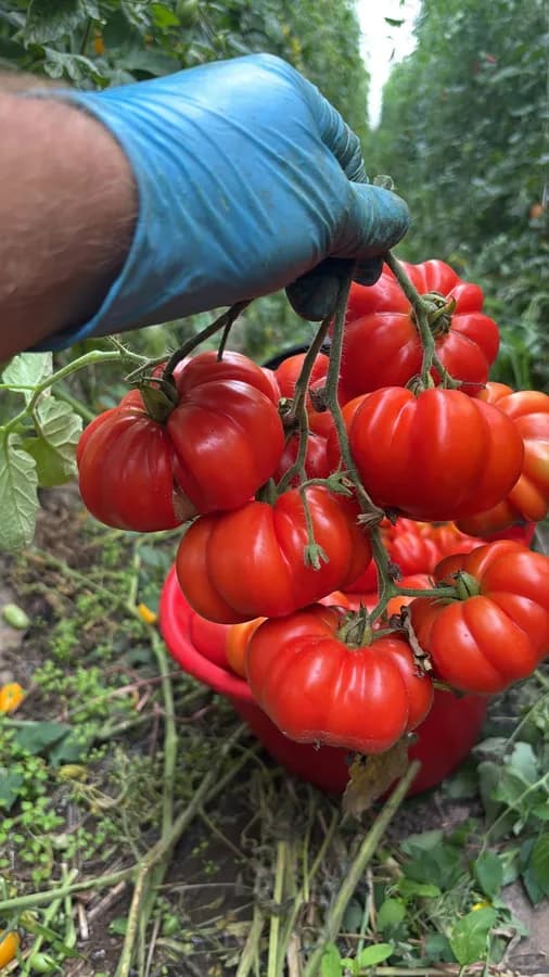 Pomodoro Costoluto