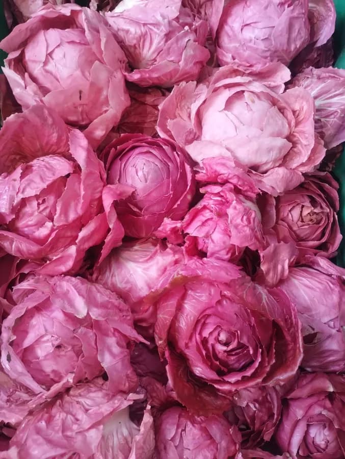 Radicchio Rosa