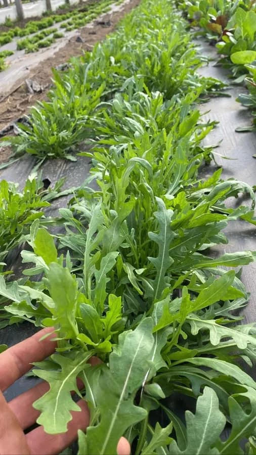Rucola
