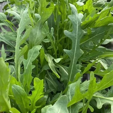 Rucola