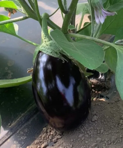 Melanzana