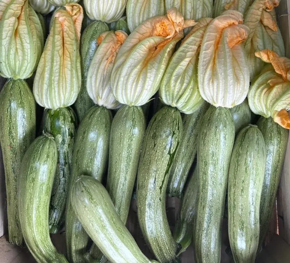 Zucchine Chiare