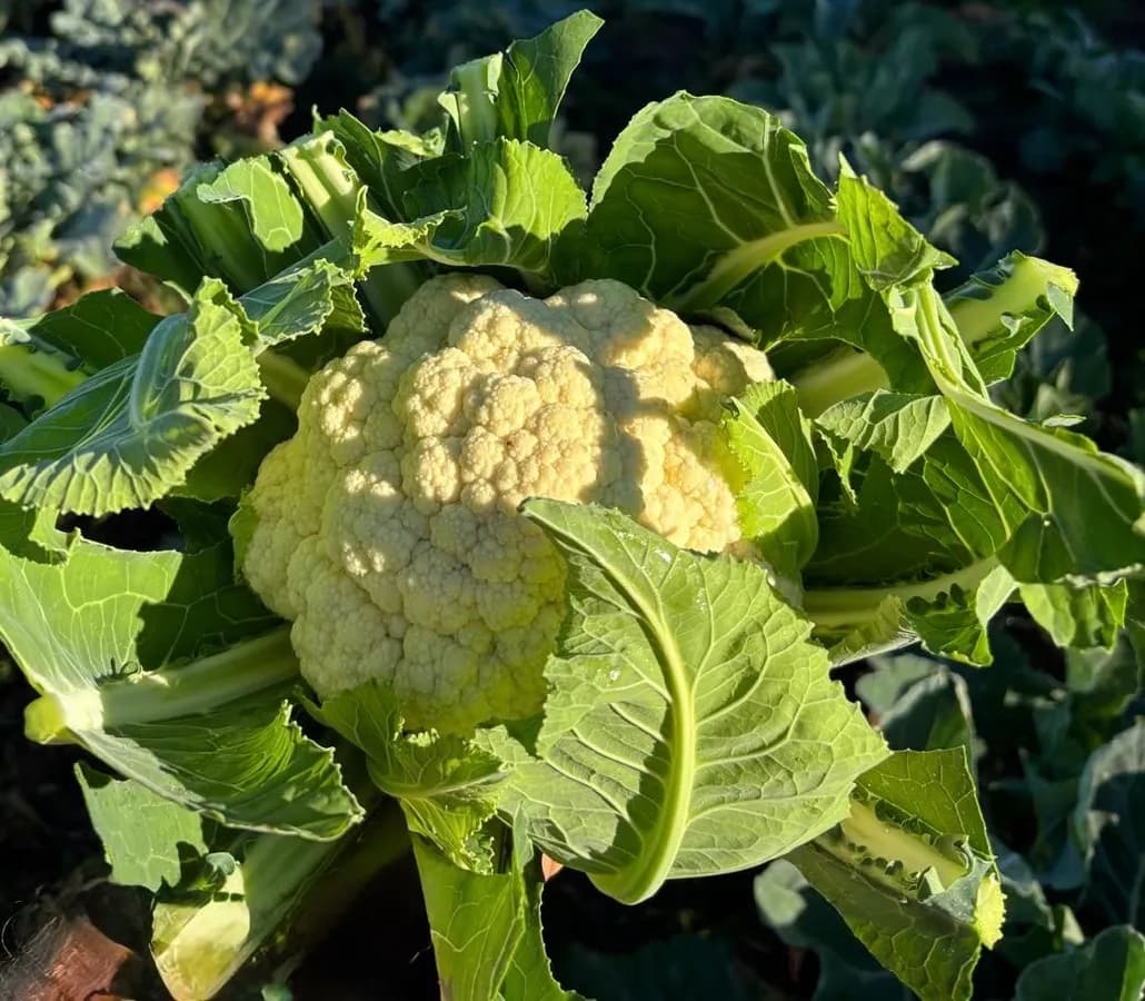 Cavolfiore