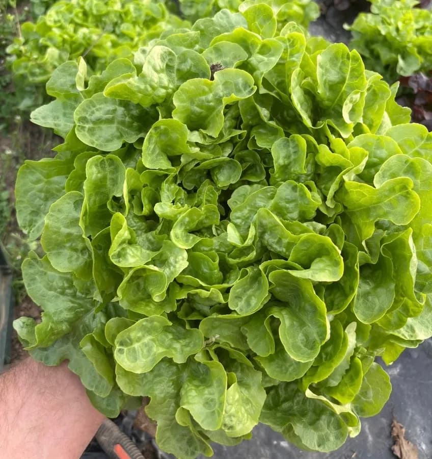Lattuga Foglia Di Quercia