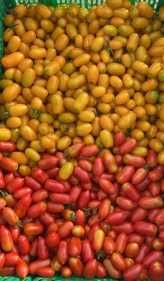 Datterini