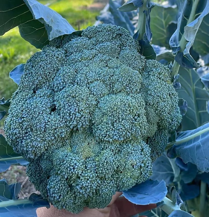 Broccoli