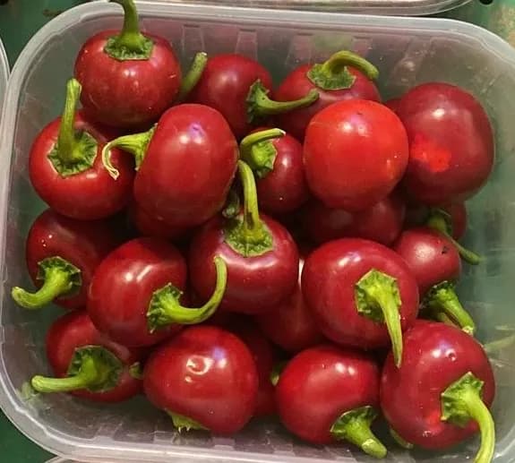 Peperoncino Rosso Tondo