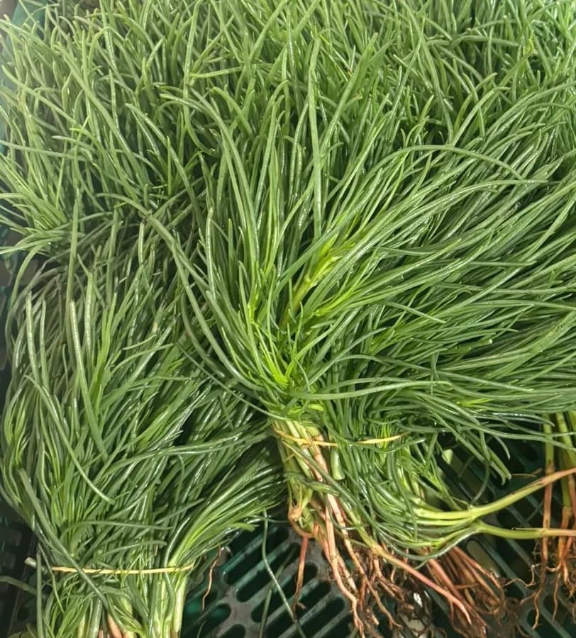 Agretti