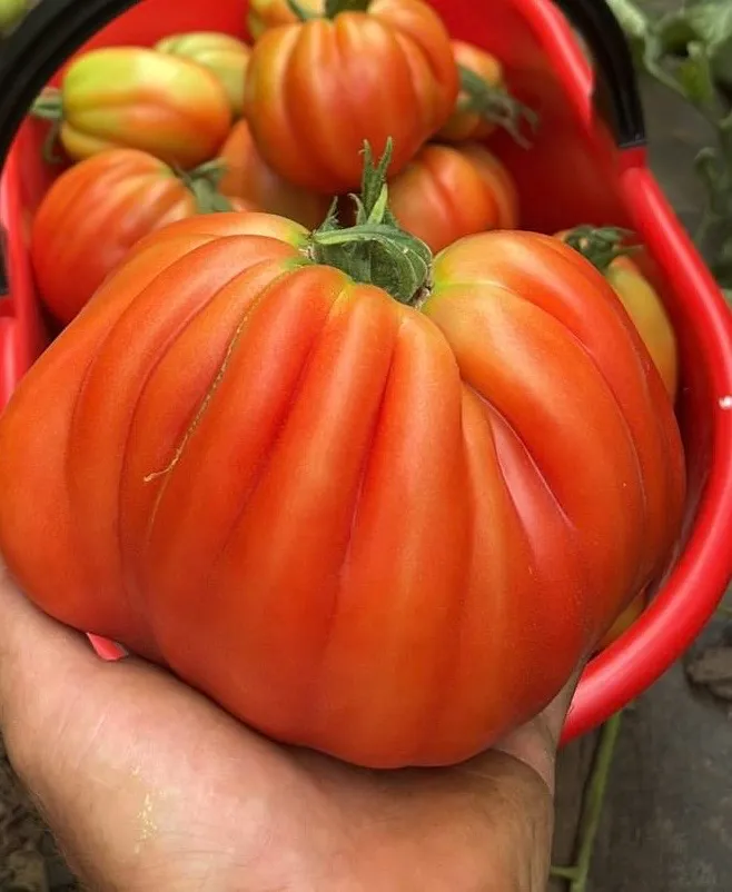 Pomodoro Cuore Di Bue