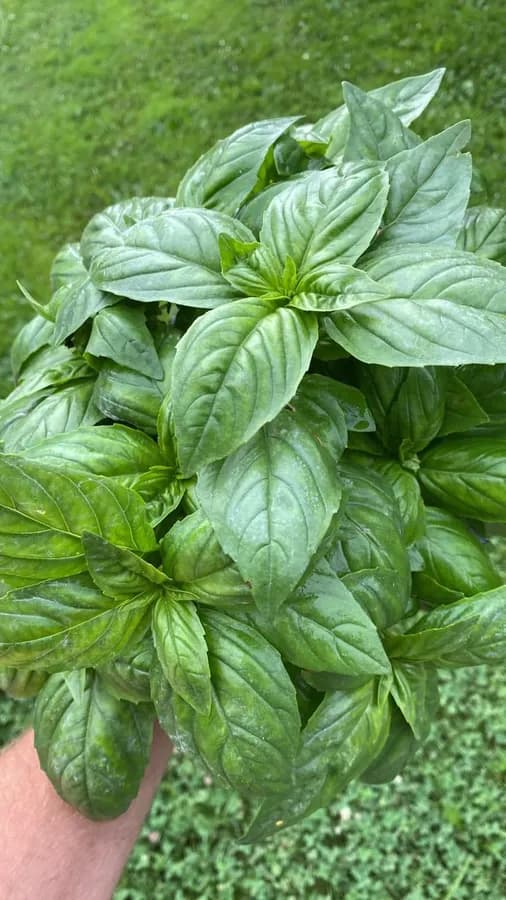 Basilico